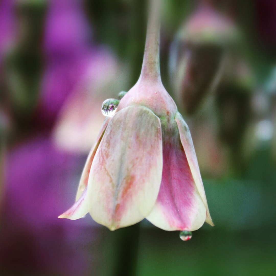 Blüte mit Tropfen