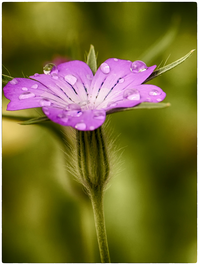 Blüte mit Tropfen