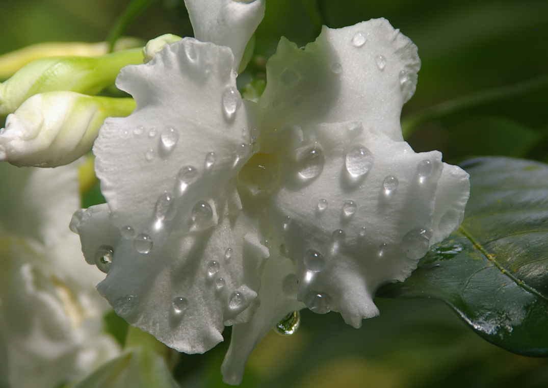 Blüte mit Tropfen