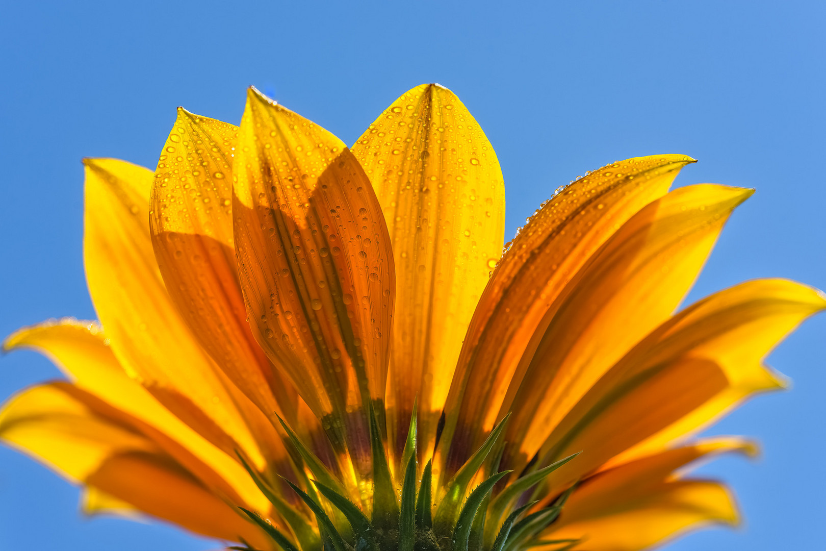 Blüte mit Tropfen von unten