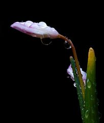 Blüte mit Tropfenschmuck