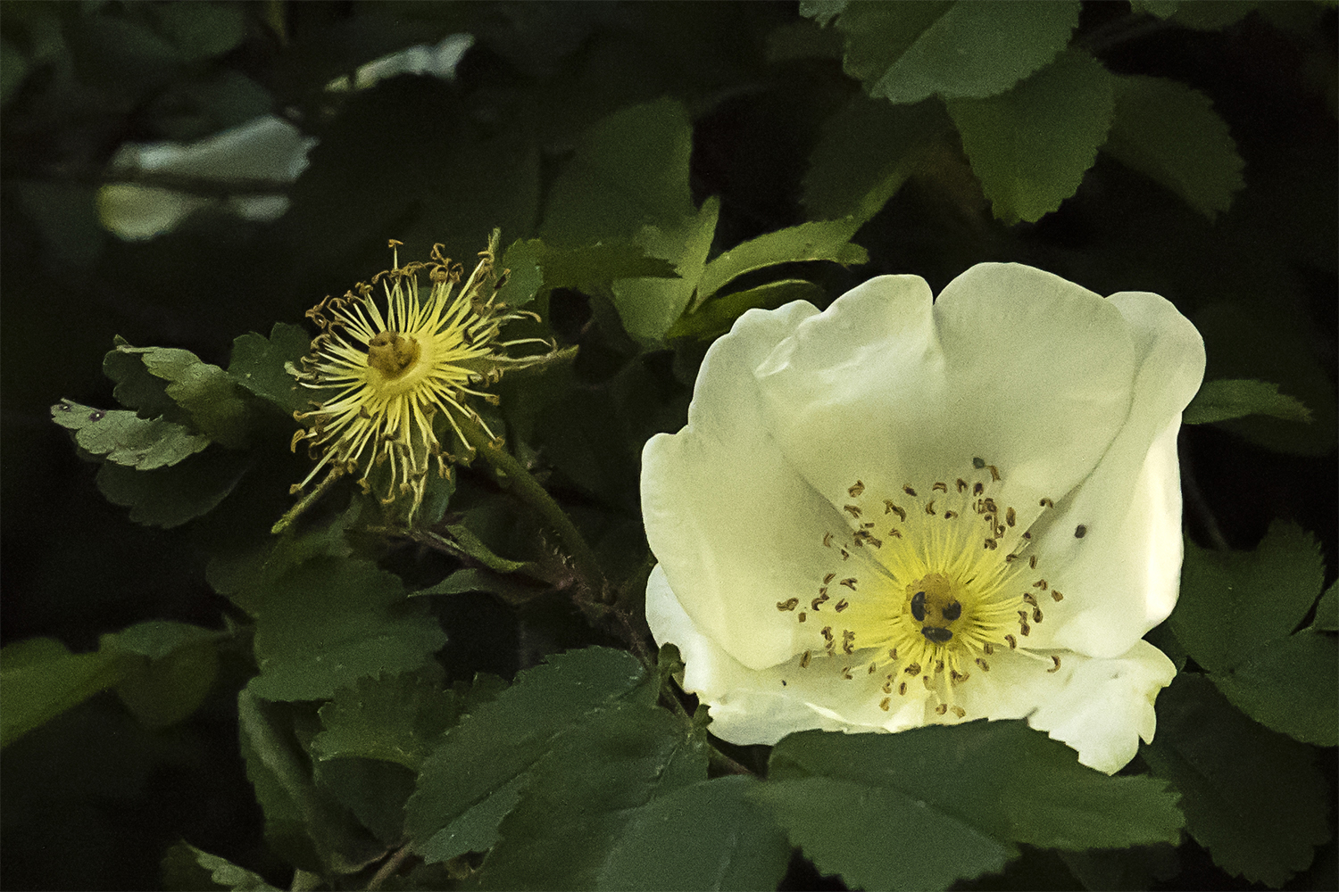 Blüte mit und ohne