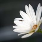 Blüte mit Untermieter