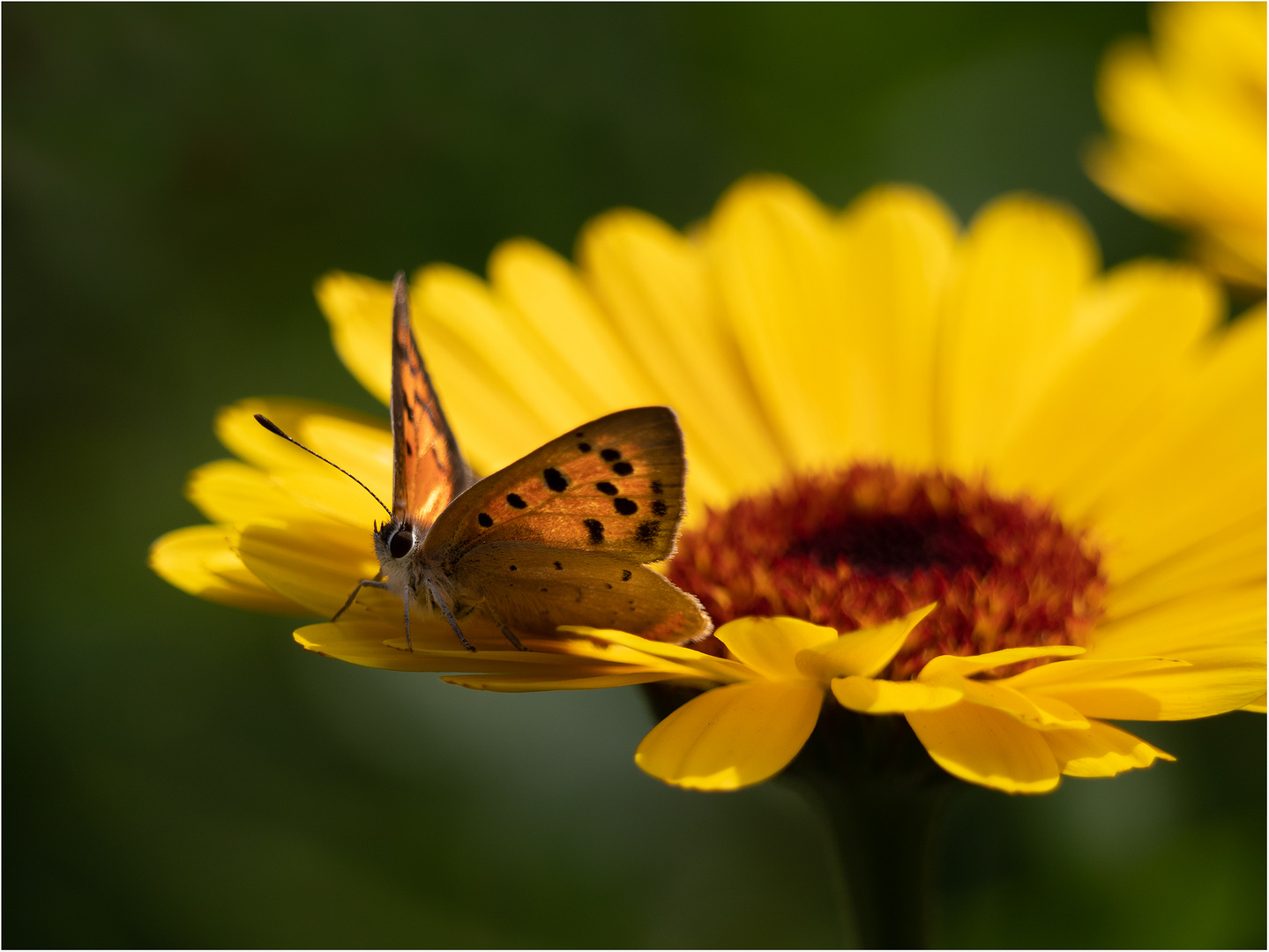 Blüte mit was drauf....