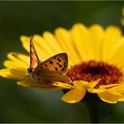 Blüte mit was drauf....