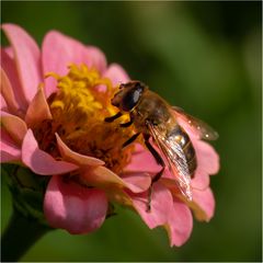 Blüte mit was drauf....II