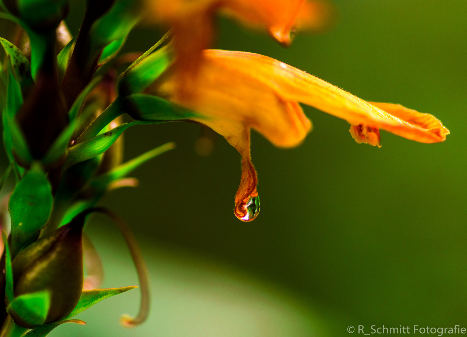 Blüte mit Wassertropfen