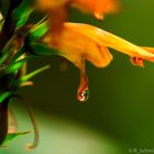 Blüte mit Wassertropfen