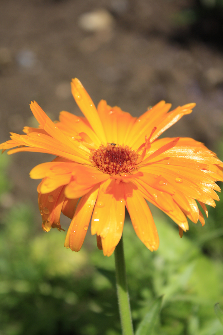 Blüte mit Wassertropfen