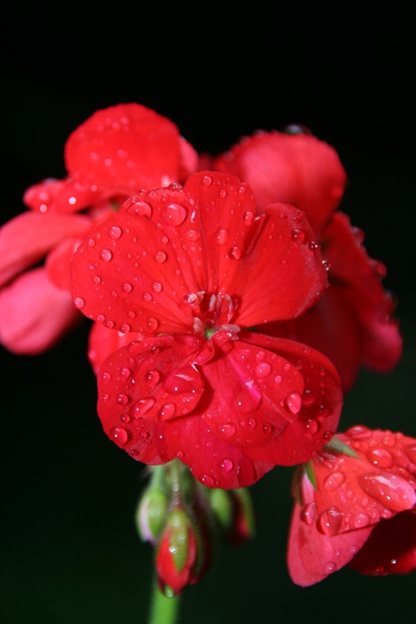 Blüte mit Wassertropfen