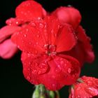 Blüte mit Wassertropfen