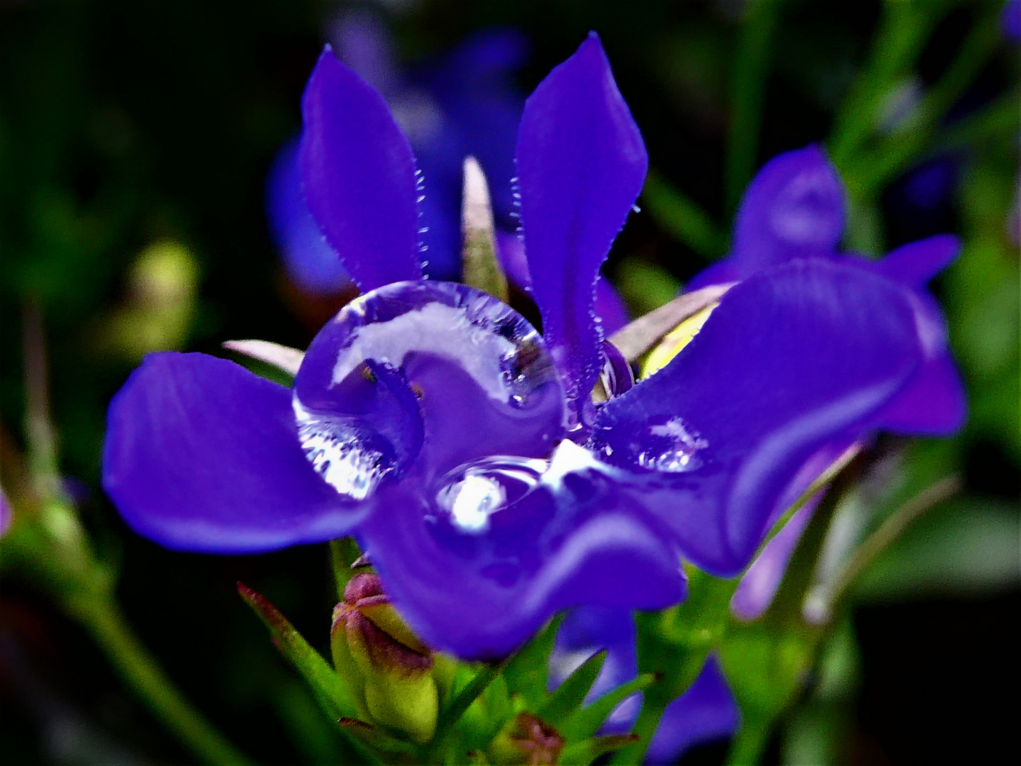 Blüte mit Wassertropfen