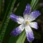 Blüte mit Wassertropfen