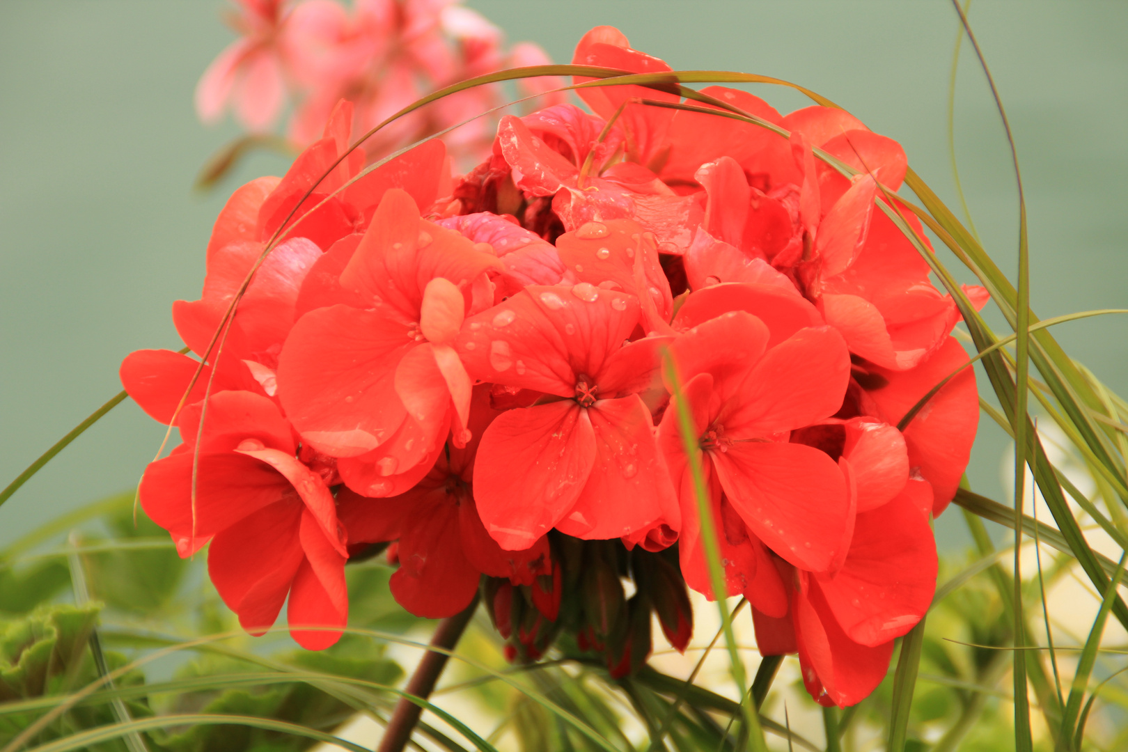 Blüte  mit Wassertropfen