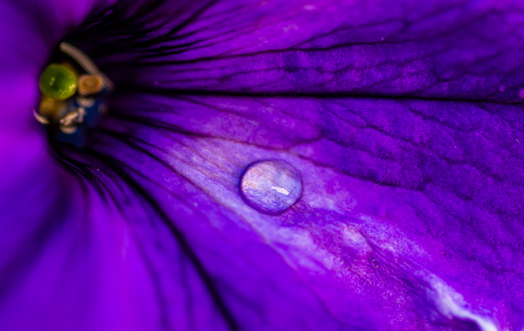 Blüte mit Wassertropfen