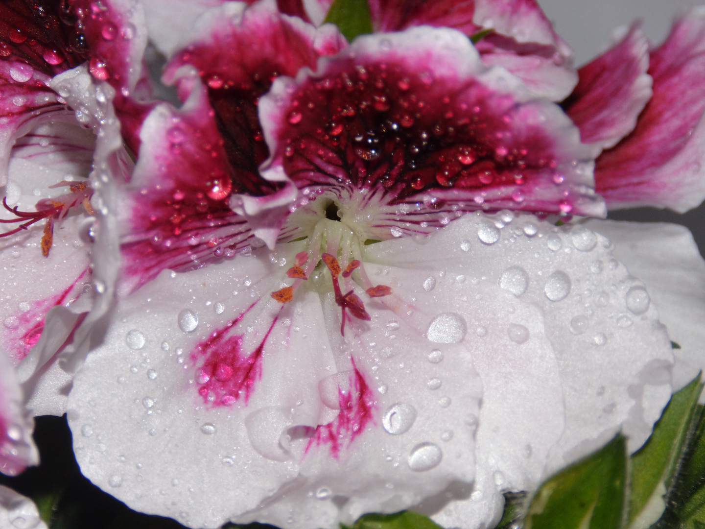 Blüte mit Wassertropfen