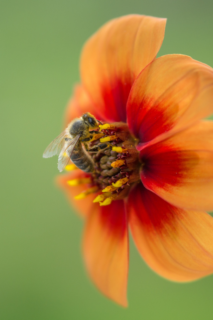 Blüte mit Wespe