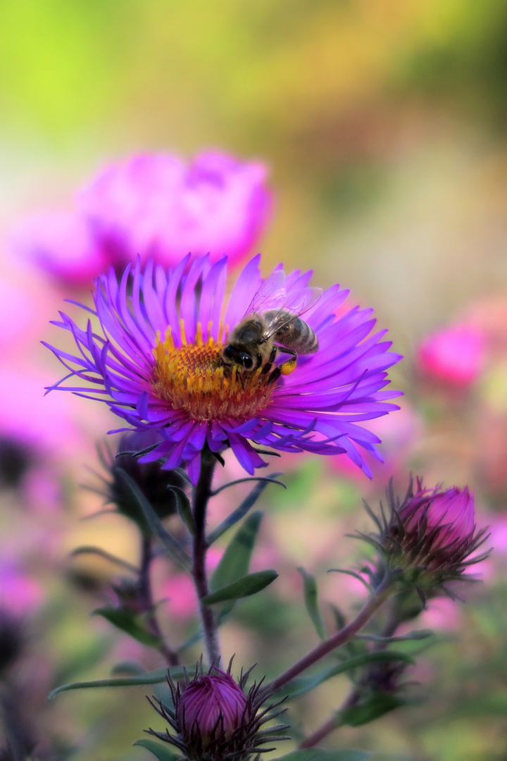 Blüte mit Wespe