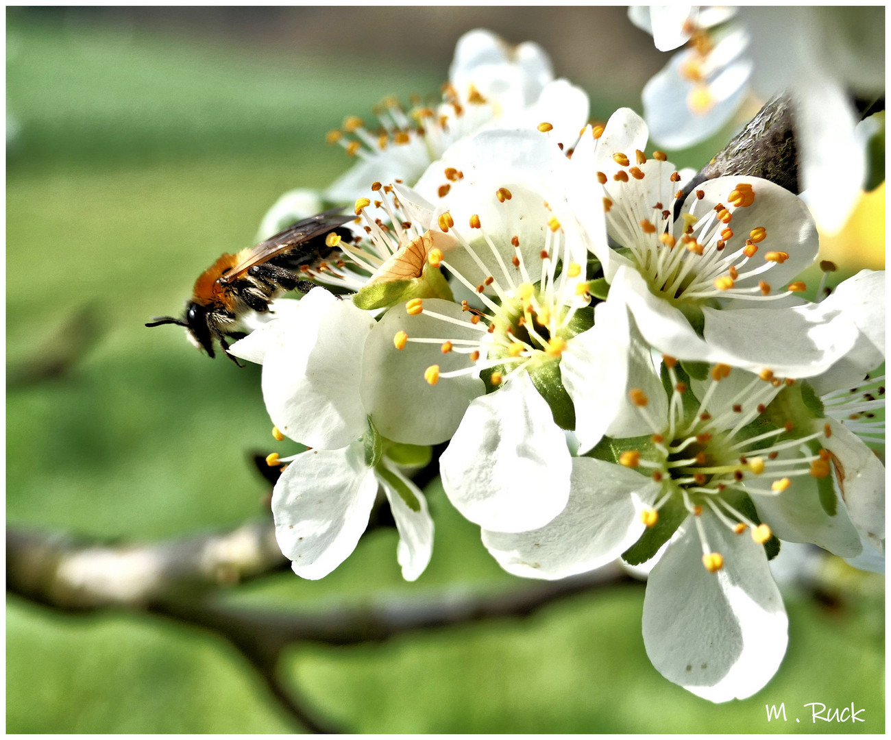 Blüte mit Wildbiene 