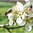 Blüte mit Wildbiene 