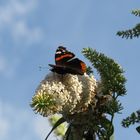 Blüte mitBesucher