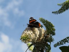 Blüte mitBesucher