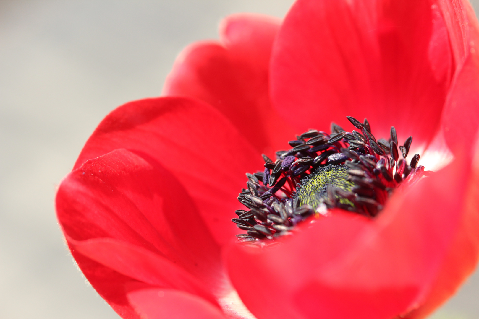 Blüte Mohn