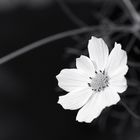 Blüte monochrom 1