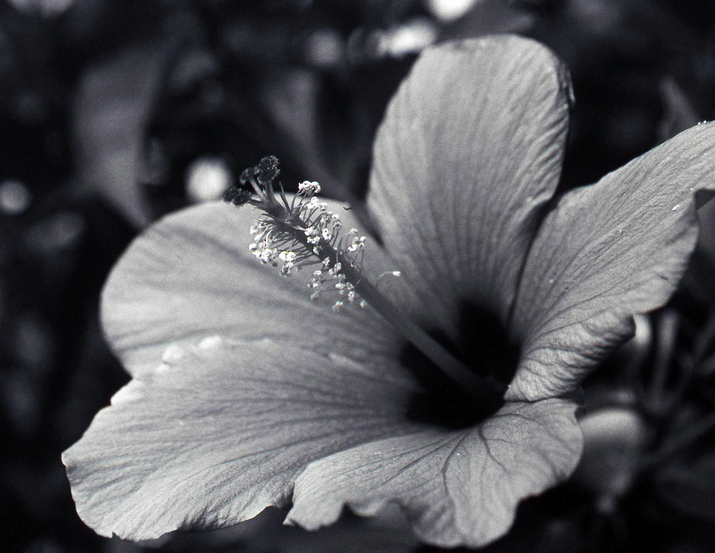 Blüte monochrom