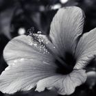 Blüte monochrom