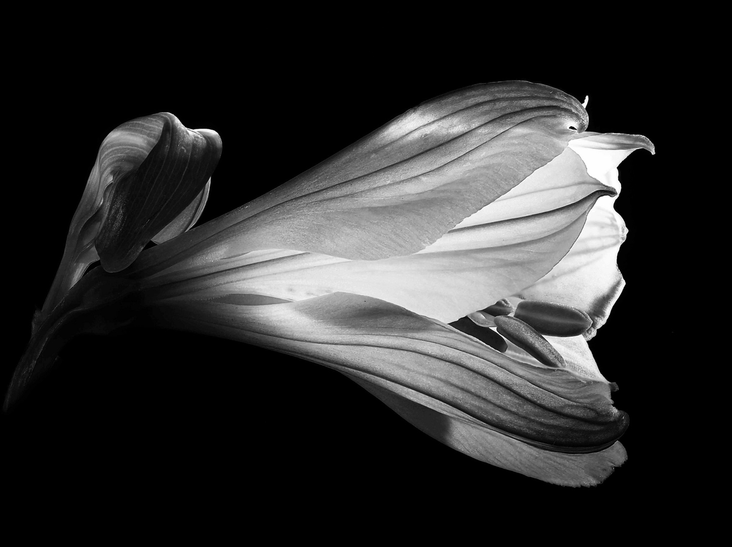 Blüte monochrom