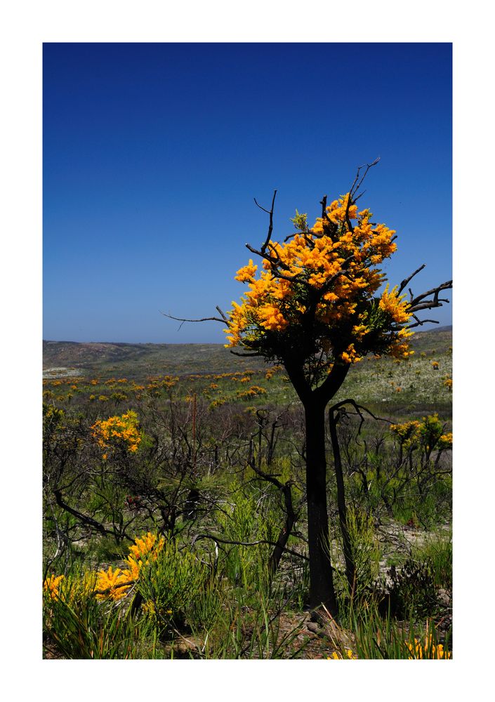 Blüte nach dem Buschbrand