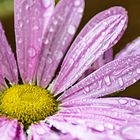 Blüte nach dem Regen