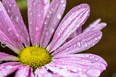 Blüte nach dem Regen