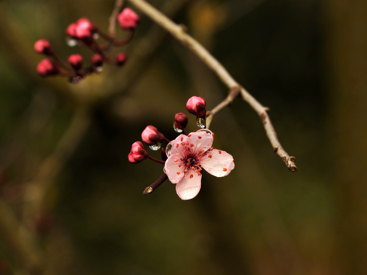 Blüte nach dem Regen.