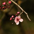 Blüte nach dem Regen.