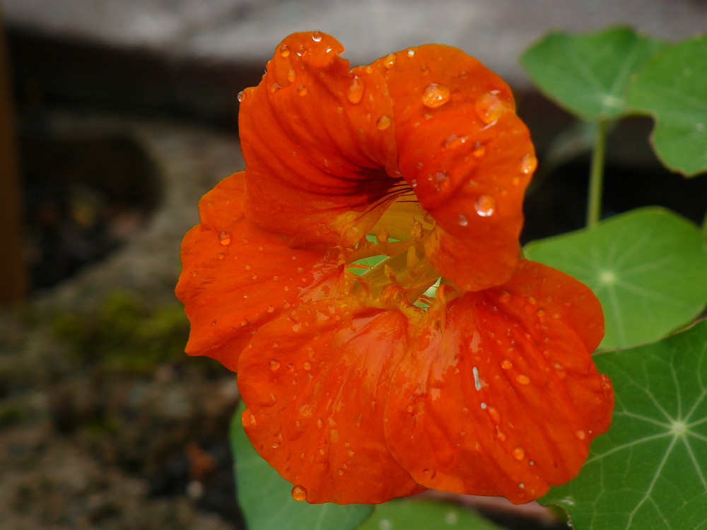 Blüte nach dem Regen