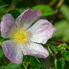 Blüte nach dem Regen