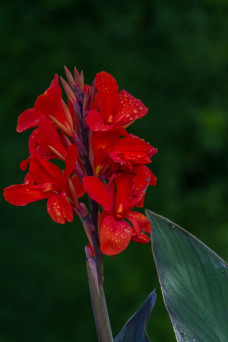 Blüte nach dem Regen