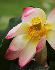 Blüte nach dem Regen