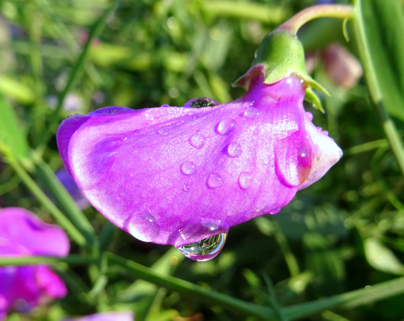 Blüte nach dem Regen