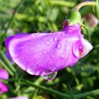 Blüte nach dem Regen