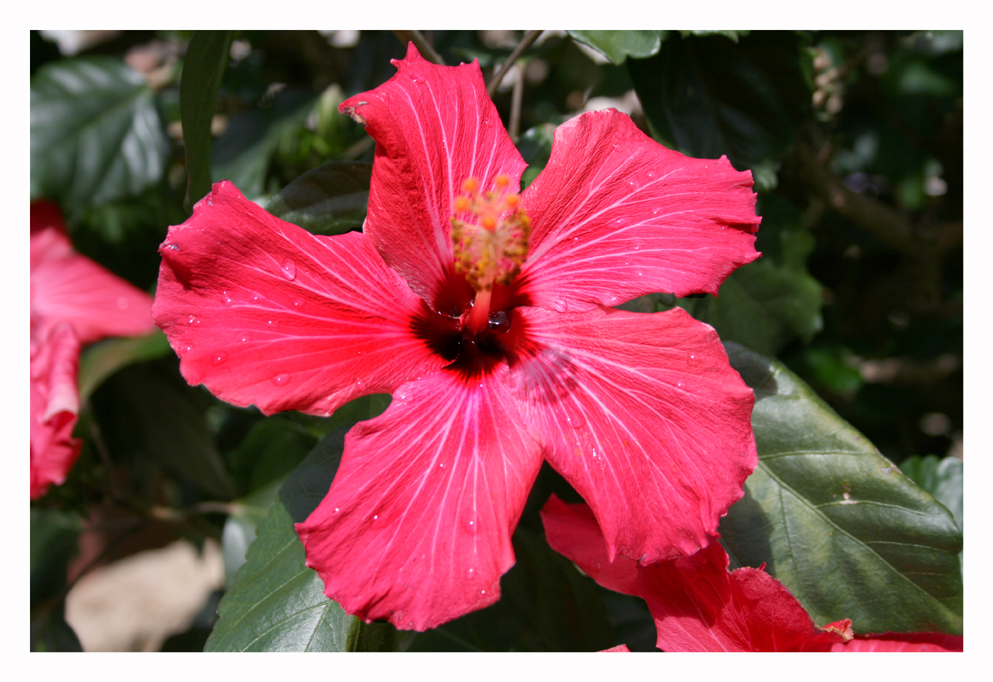 Blüte nach dem Regen