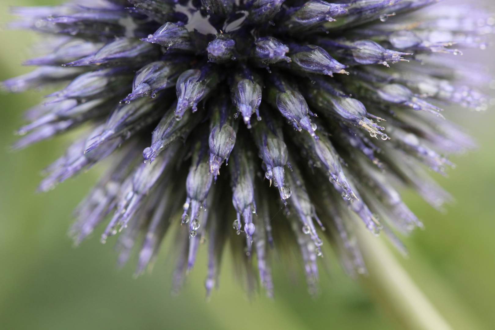 Blüte nach dem Regen