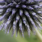 Blüte nach dem Regen