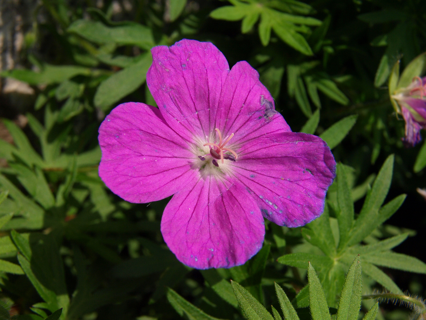 Blüte nach dem Regen