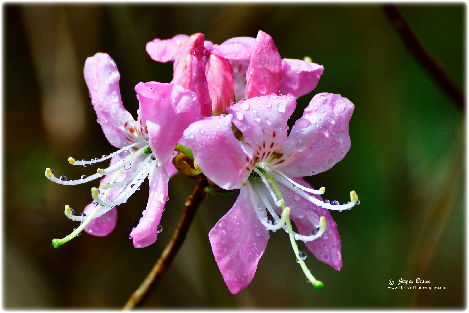 Blüte nach dem Regen