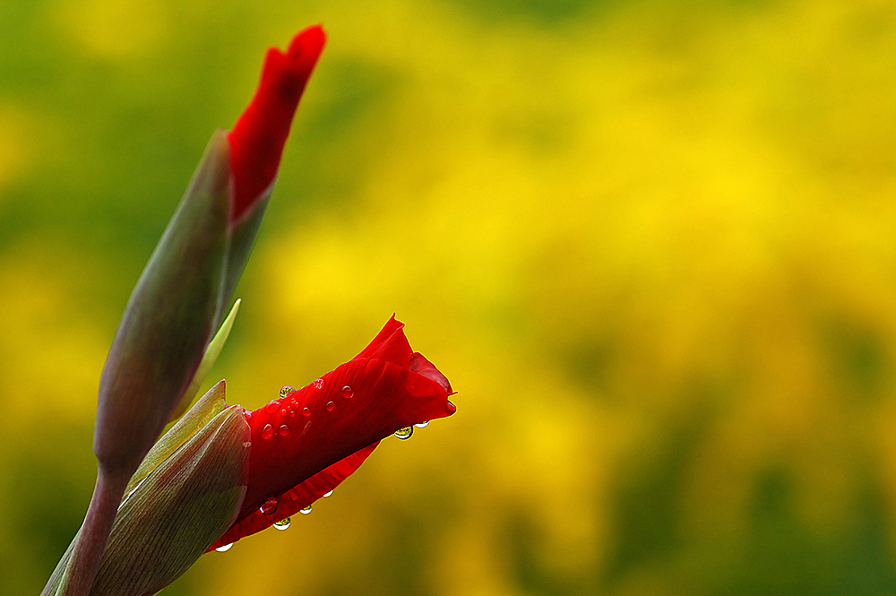 Blüte nach dem Regen