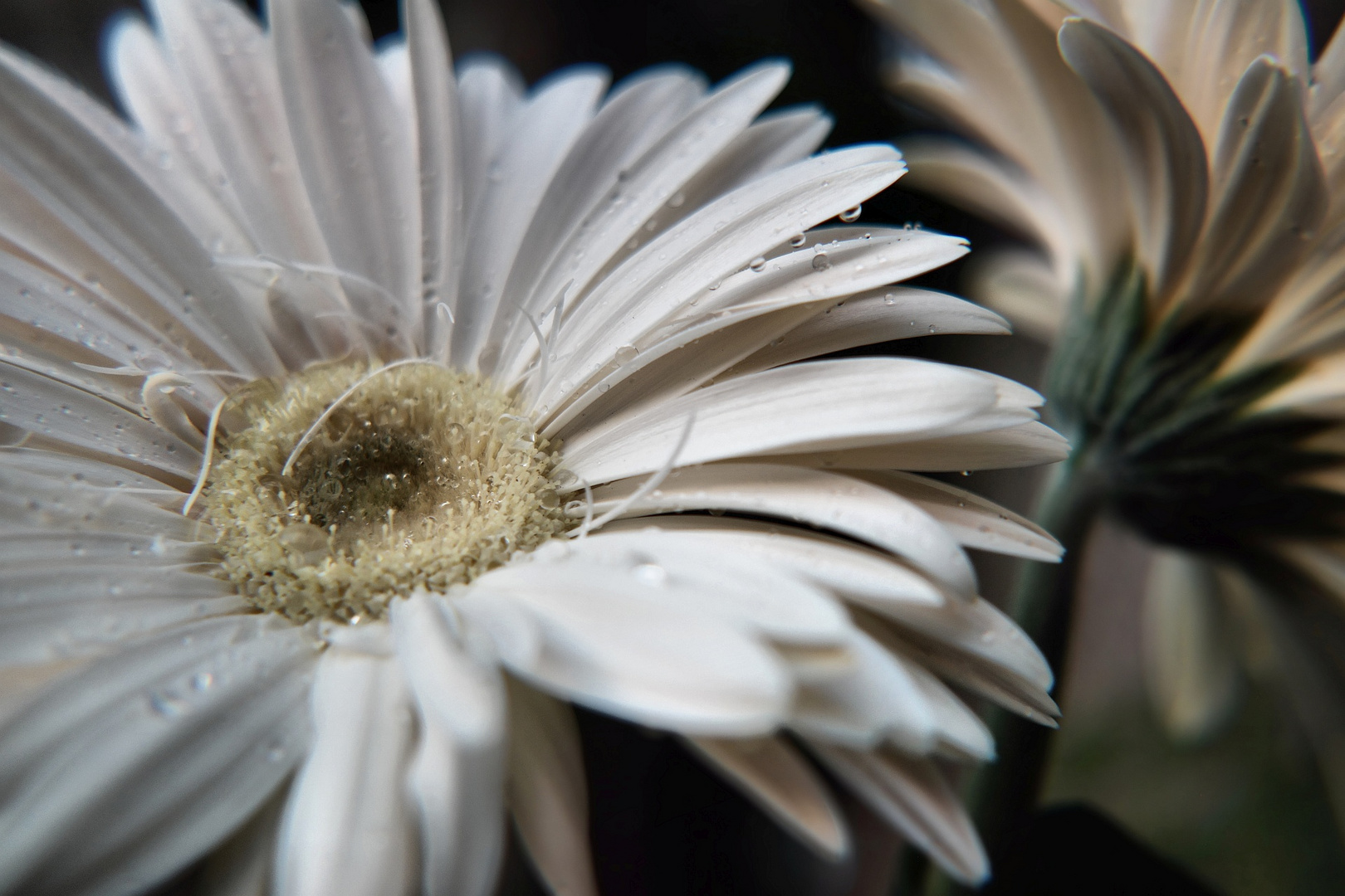 Blüte nach dem Regen 