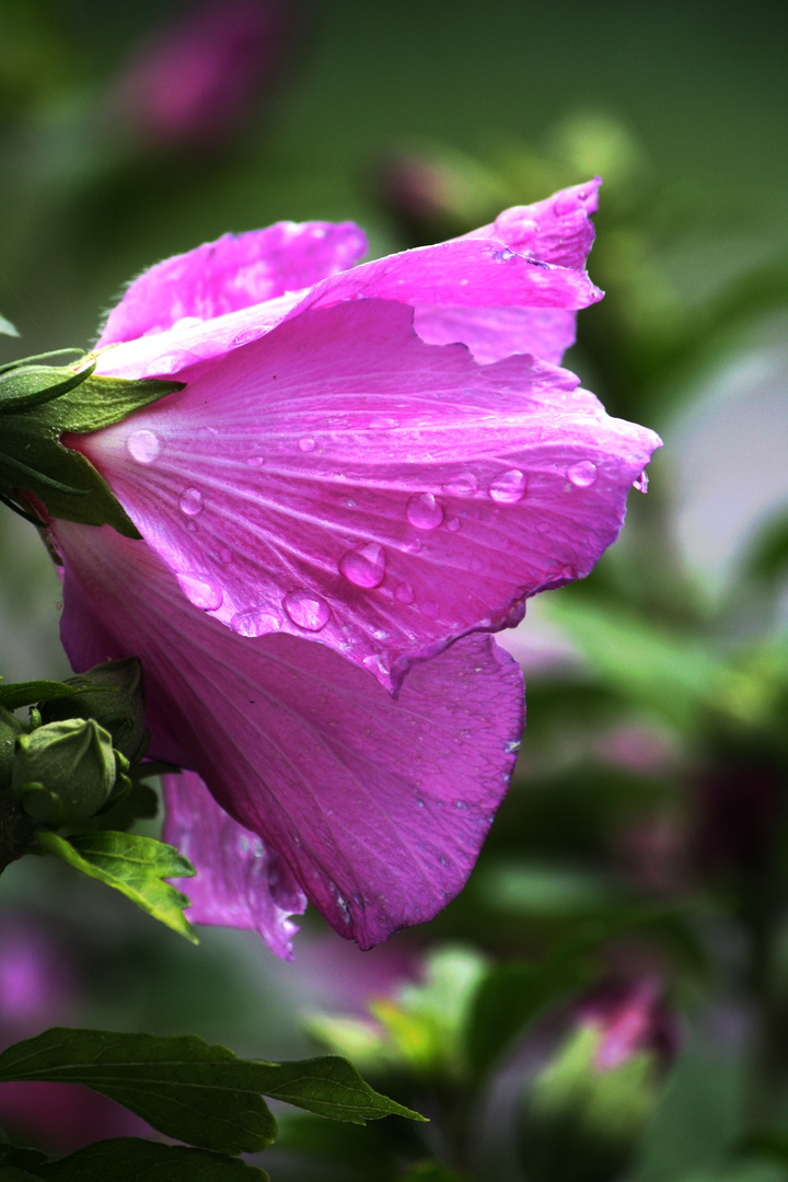 Blüte nach dem Regen